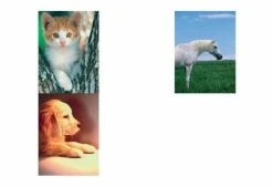 Herlitz Zeichnungsmappe/Sammelmappe DIN A3, Motiv: Tiere